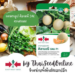 Sorndang(ศรแดง) GGEW เมล็ดพันธุ์ แคนตาลูป ศิลามณี 546 40 เมล็ด ตราศรแดง Cantaloupe
