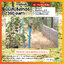 มินิสปริงเกอร์ตัว G 360 องศา พร้อมฐานท่อ PVC ขนาด 1/2 (4หุน) สูง 1 เมตร กว้าง 50x50 ซม. (แพ็ค 5 ชุด)