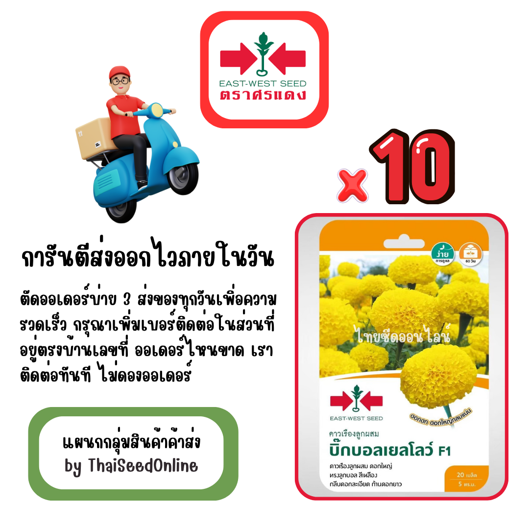 GGx10 เมล็ดผักซองศรแดง บิ๊กบอล เยลโล่ ดาวเรือง สินค้ายกแพ็ค