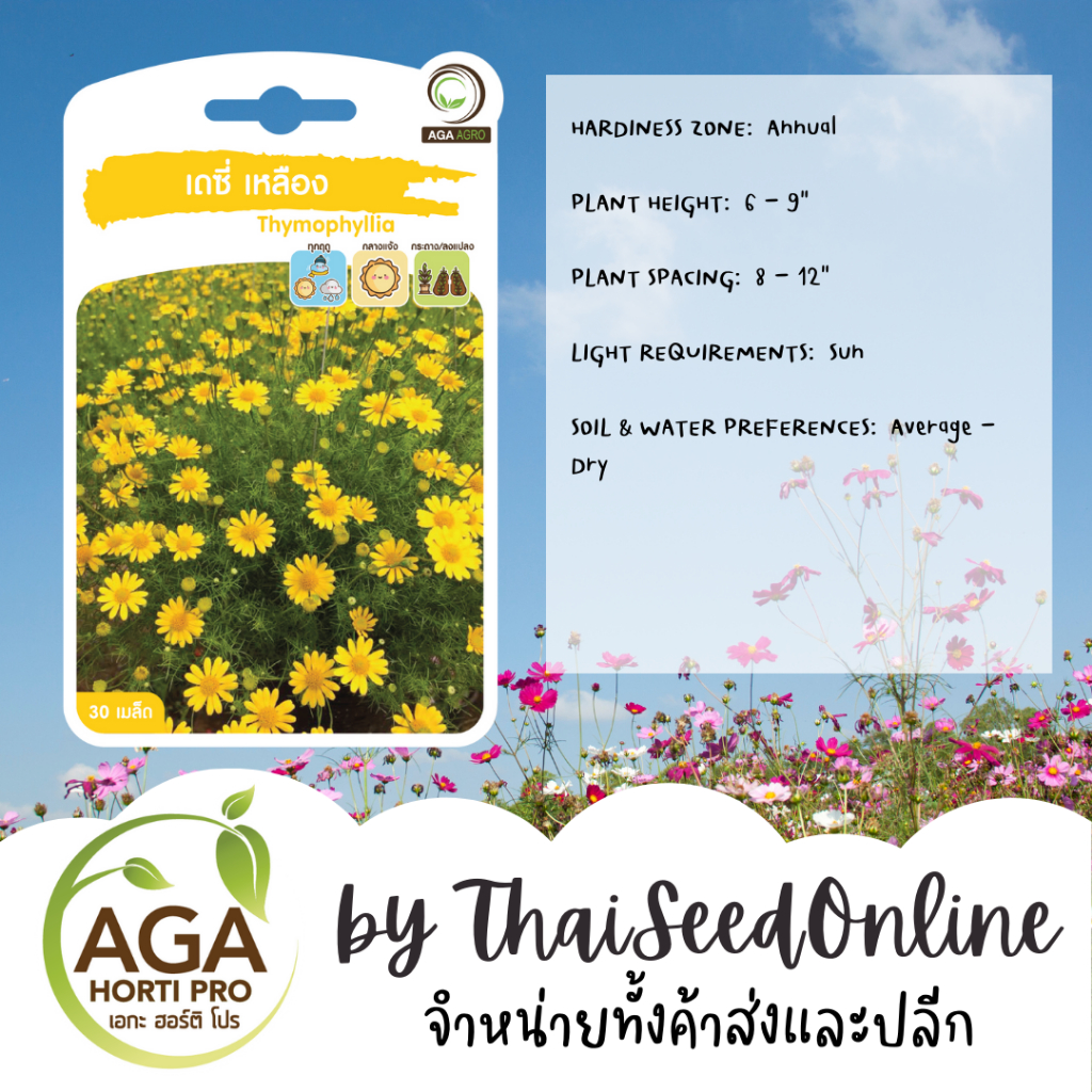 AGA Agro(เอกะ อะโกร) AGAPREMIUM เดซี่เหลือง 30เมล็ด ตราเอกะอะโกร Daisy Thymophyllia