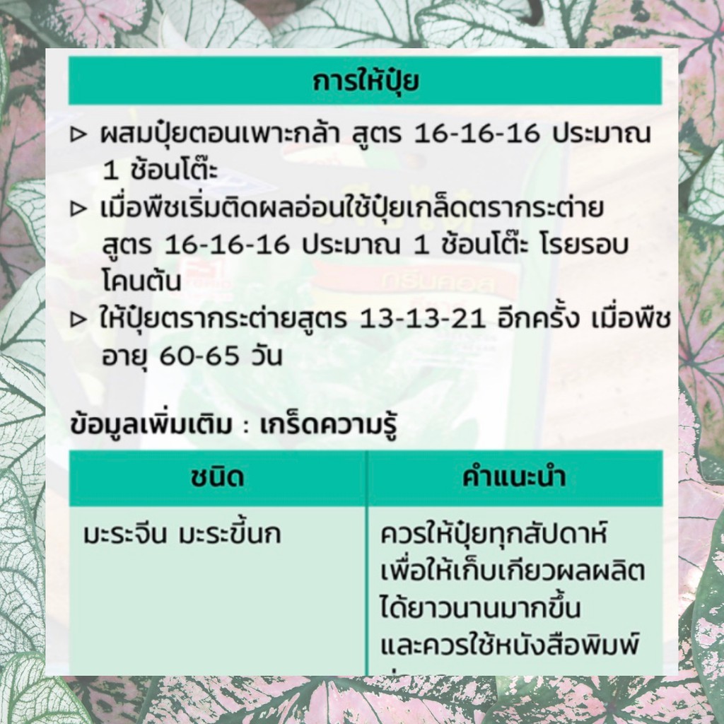 GGEW พริกขึ้หนู ปู่เมธ 150เมล็ด ตราศรแดง พริกช่อ เม็ดเล็ก เมล็ดพันธุ์พระราชทาน จันกะผัก Bunch Chilli