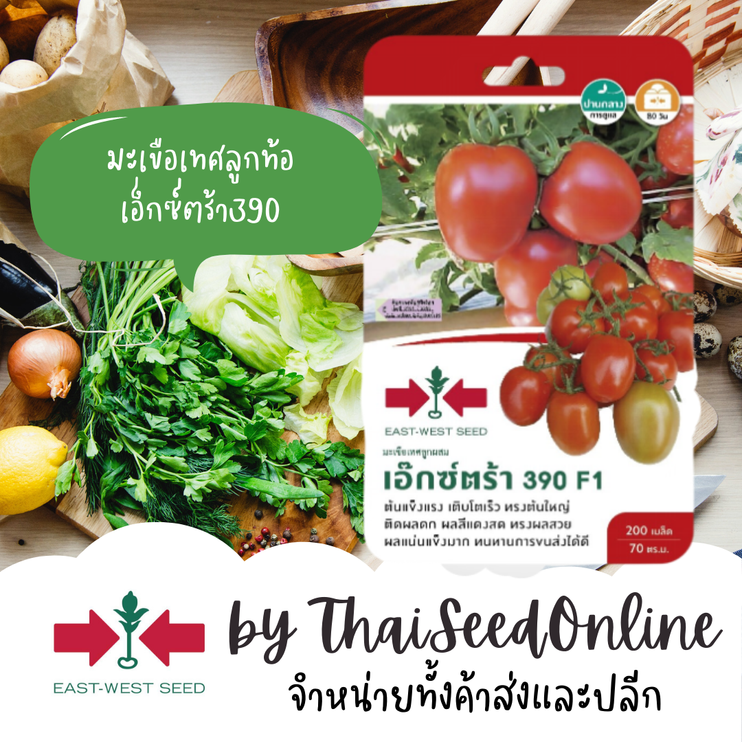 GGEW เมล็ดพันธุ์ มะเขือเทศลูกผสม เอ็กซ์ตร้า390 200เมล็ด ตราศรแดง มะเขือเทศลูกท้อ Tomato