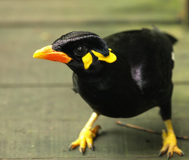 อาหารนกสำเร็จรูป สำหรับ นกขุนทอง นกเอี้ยง