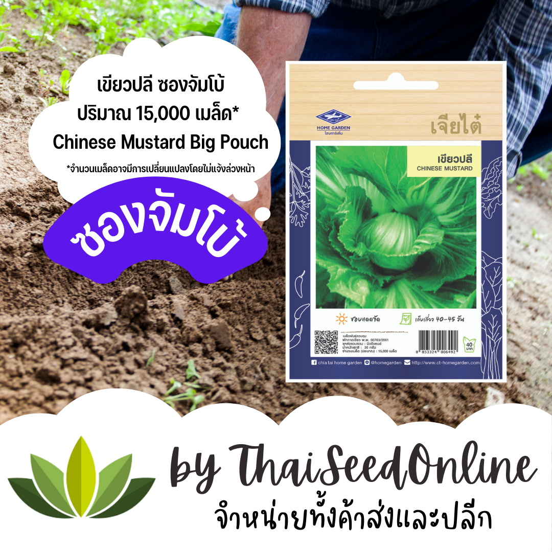 เมล็ดพันธุ์ เขียวปลี 15,000 เมล็ด ซองจัมโบ้ เพิ่มปริมาณมากกว่า 3 เท่า！ตราเจียไต๋ Chinese Mustard