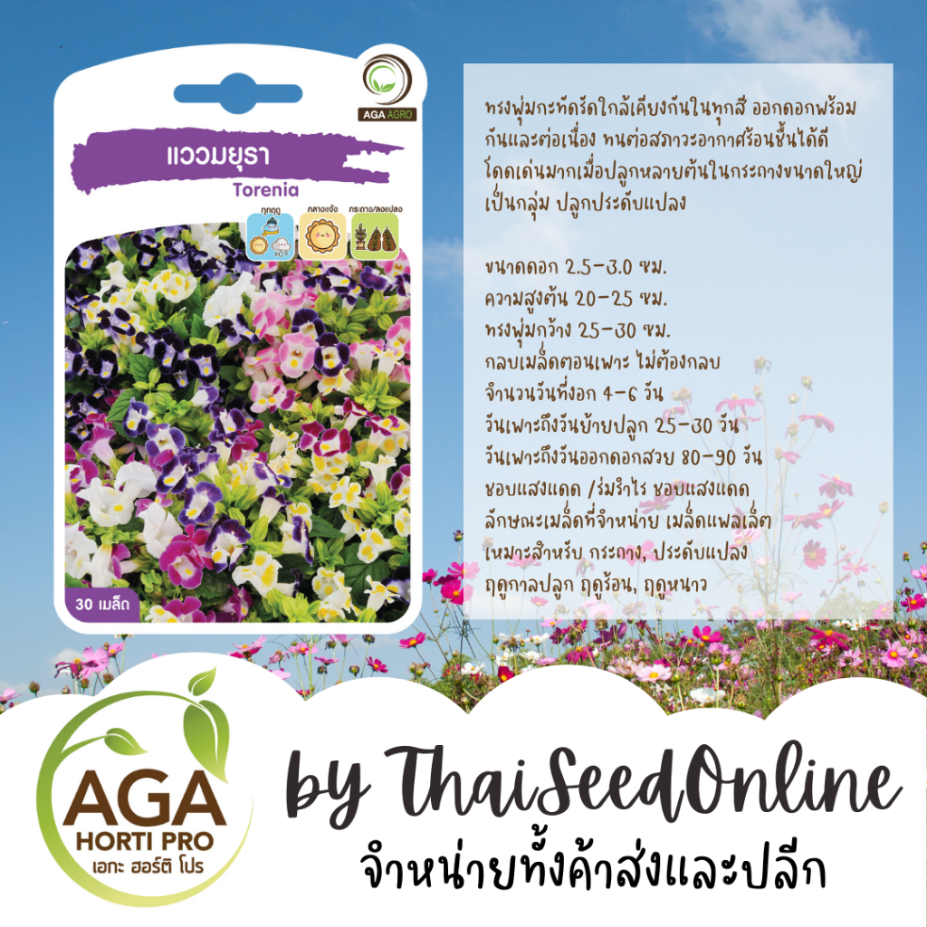 AGA Agro(เอกะ อะโกร) AGAPREMIUM แววมยุรา 30เมล็ด ตราเอกะอะโกร Torenia