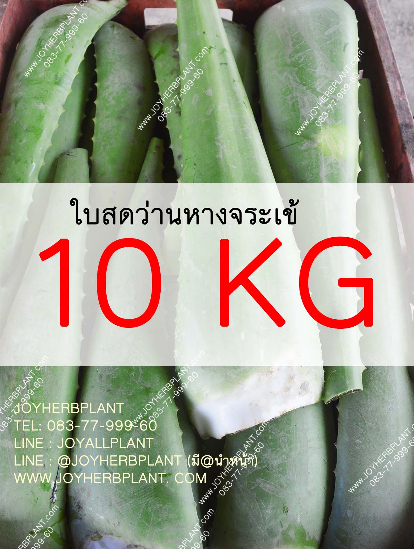 ใบสดว่านหางจระเข้ 10 KG