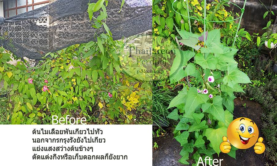 ค้างไม้เลื้อย ไม้กระถาง ลวดล้อมไม้