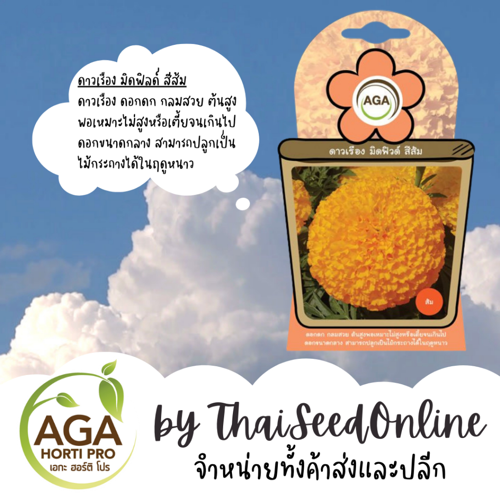 AGA Agro(เอกะ อะโกร) AGAFW เมล็ดพันธุ์ ซองเล็ก ดาวเรือง มิดฟิวส์ (สีส้ม) 15เมล็ด ตราเอกะอะโกร AGA เมล็ดดอกไม้ดาวเรือง มิดฟิลด์ สีส้ม