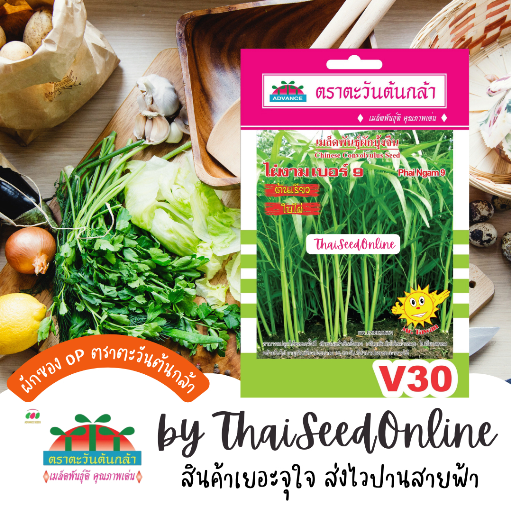 Advance Seeds(ตราตะวันต้นกล้า) ADVOP ซฟ เมล็ดพันธุ์ ผักบุ้งไผ่งาม เบอร์9 ประมาณ 340 เมล็ด ตราตะวันต้นกล้า V30 Moring Glory 空心菜