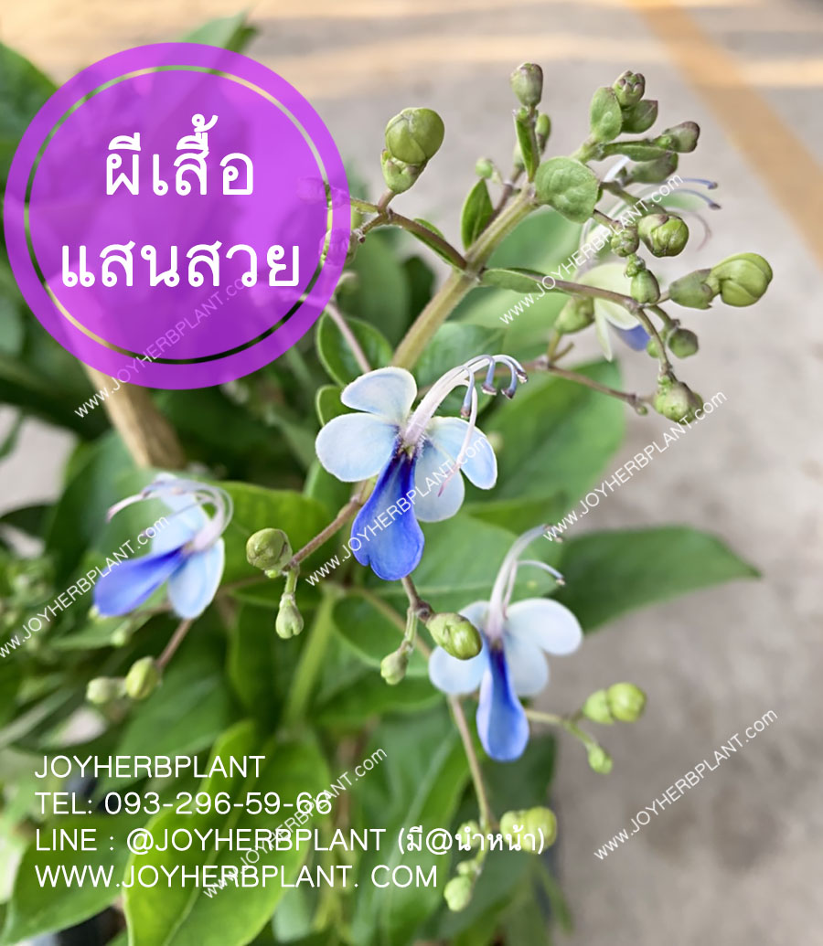 ผีเสื้อแสนสวย ดอกไม้กินได้ Edible Flower ( clerodendrum ugandense ) กระถางใหญ่ 10-11 นิ้ว