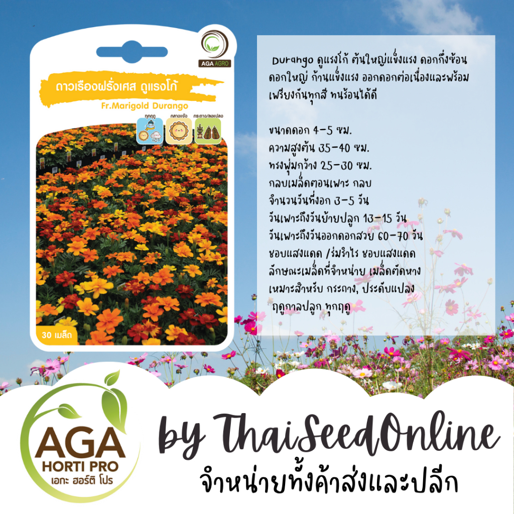 AGA Agro(เอกะ อะโกร) AGAPREMIUM ดาวเรืองฝรั่งเศส ดูแรงโก้ 30เมล็ด ตราเอกะอะโกร French Marigold