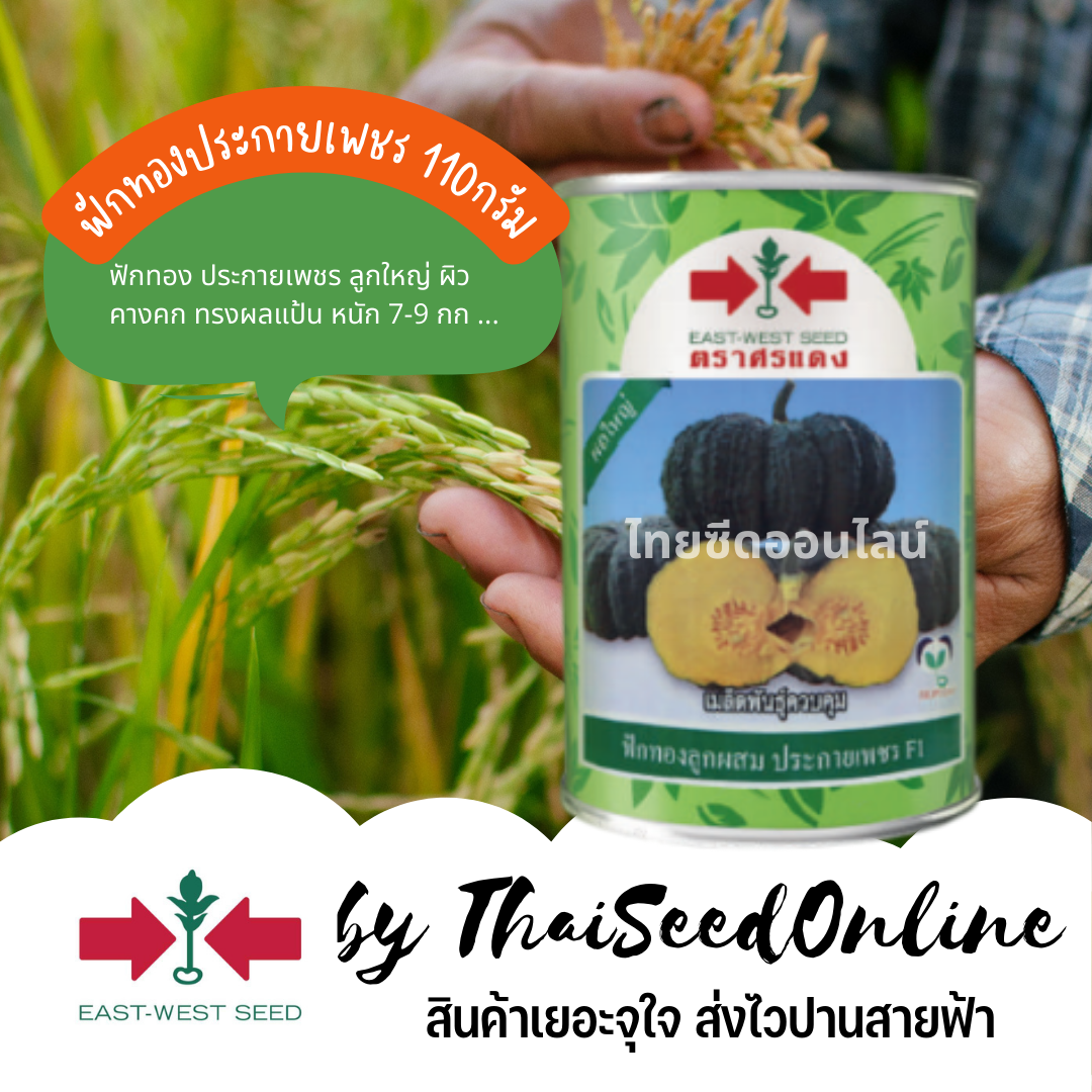 EWCOM กป 110g ฟักทองศรแดง พันธุ์ ประกายเพชร ฟักทองเนื้อเหนียว ผิวคางคก