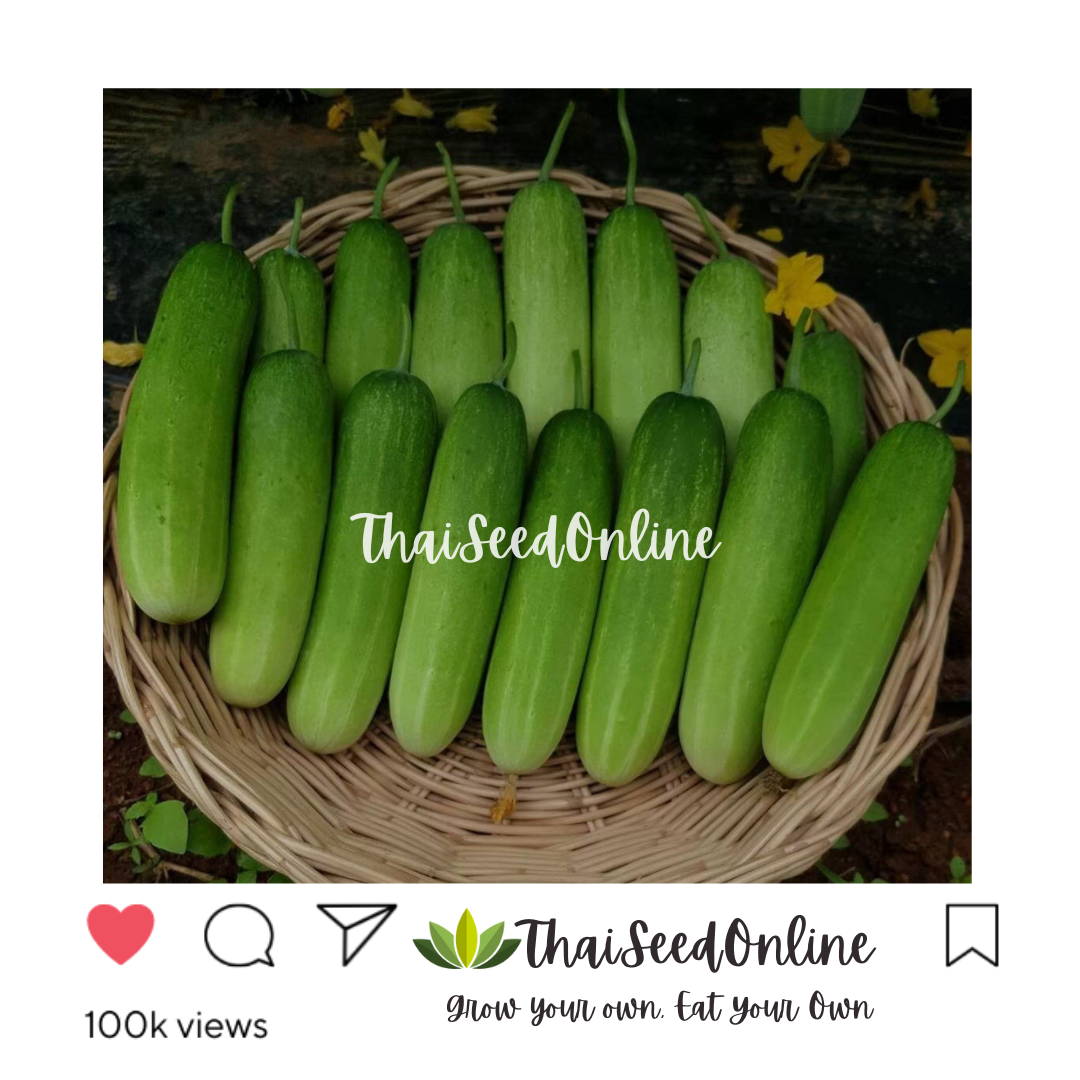 Seed Line(ซีดไลน์) SLCOM กป 100กรัม เมล็ดพันธุ์ แตงกวาโนเบล ตราซีดไลน์ NOBEL Cucumber แตงกวาโนเบลสตาร์