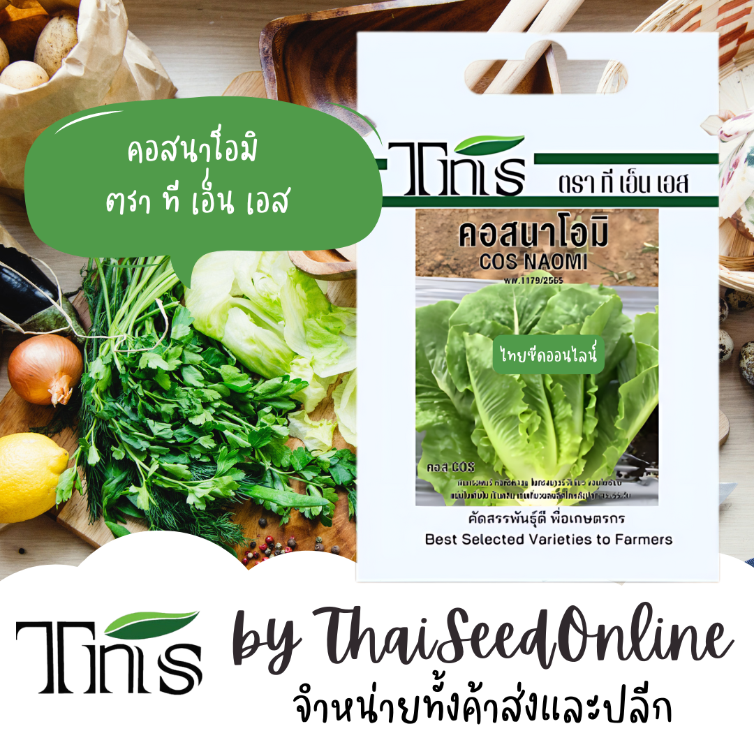 TNS(ทีเอ็นเอส) TNS เมล็ดพันธุ์แบบซองเล็ก ผักกาดหอม สลัดคอส คอสนาโอมิ ตรา ที เอ็น TNS Green Cos Lettuce