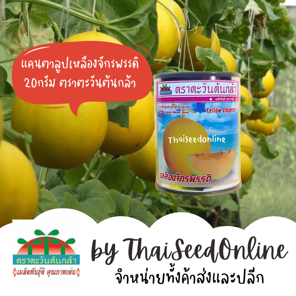 Advance Seeds(ตราตะวันต้นกล้า) Advance Seeds(ตราตะวันต้นกล้า) ADV กป 20 กรัม เมล็ดพันธุ์ แคนตาลูป เหลืองจักรพรรดิ ตราตะวันต้นกล้า