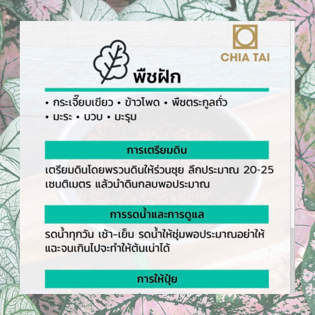 GGEW พริกขึ้หนู ปู่เมธ 150เมล็ด ตราศรแดง พริกช่อ เม็ดเล็ก เมล็ดพันธุ์พระราชทาน จันกะผัก Bunch Chilli