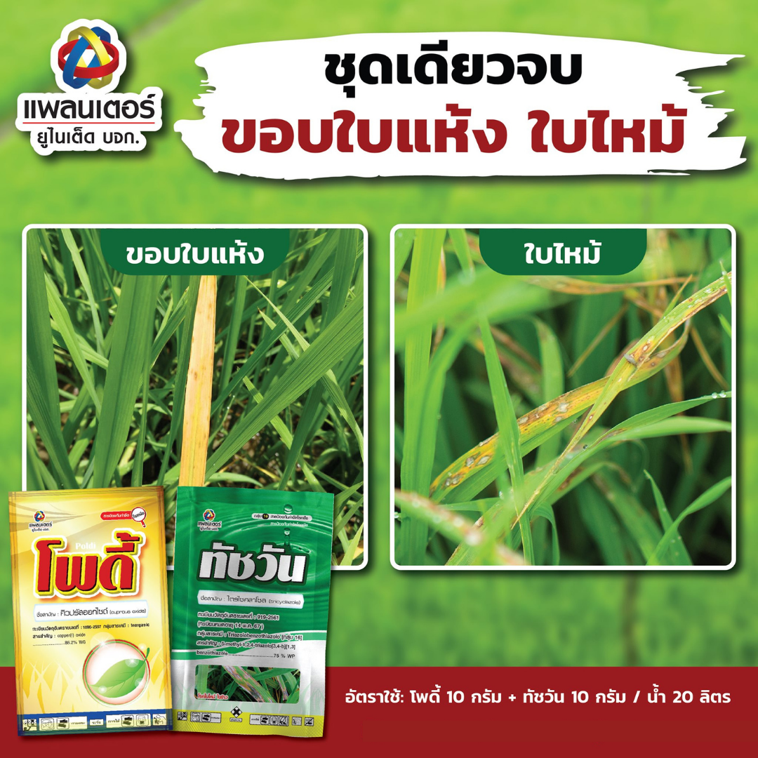 PTU โพดี้ 100กรัม Cuprous oxide 100g. แก้ขอบใบแห้ง ใบส้ม แบคทีเรีย บริษัท แพลนเตอร์ยูไนเต็ด จำกัด
