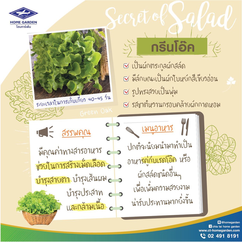CTF1 เมล็ดพันธุ์ ผักกาดหอม ฟิลเล่ย์ กรีนเนอร์รี่ 144เมล็ด ตราเจียไต๋ LETTUCE