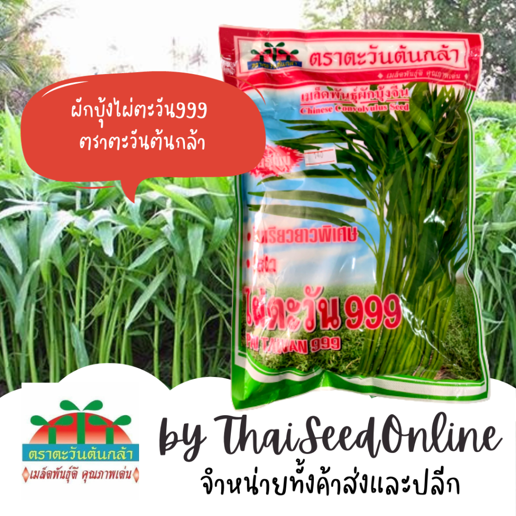 Advance Seeds(ตราตะวันต้นกล้า) ADV ถุง 1 กก. เมล็ดพันธุ์ ผักบุ้งจีนใบไผ่ ไผ่ตะวัน 999 1 กิโลกรัม ตราตะวันต้นกล้า Chinese Convolvulus