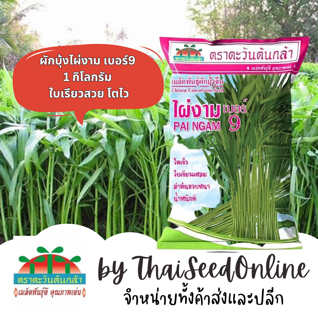 ADV ถุง 1 กก. เมล็ดพันธุ์ ผักบุ้งจีนใบไผ่ ไผ่งาม เบอร์ 9 1 กิโลกรัม ตราตะวันต้นกล้า Chinese Convolvulus