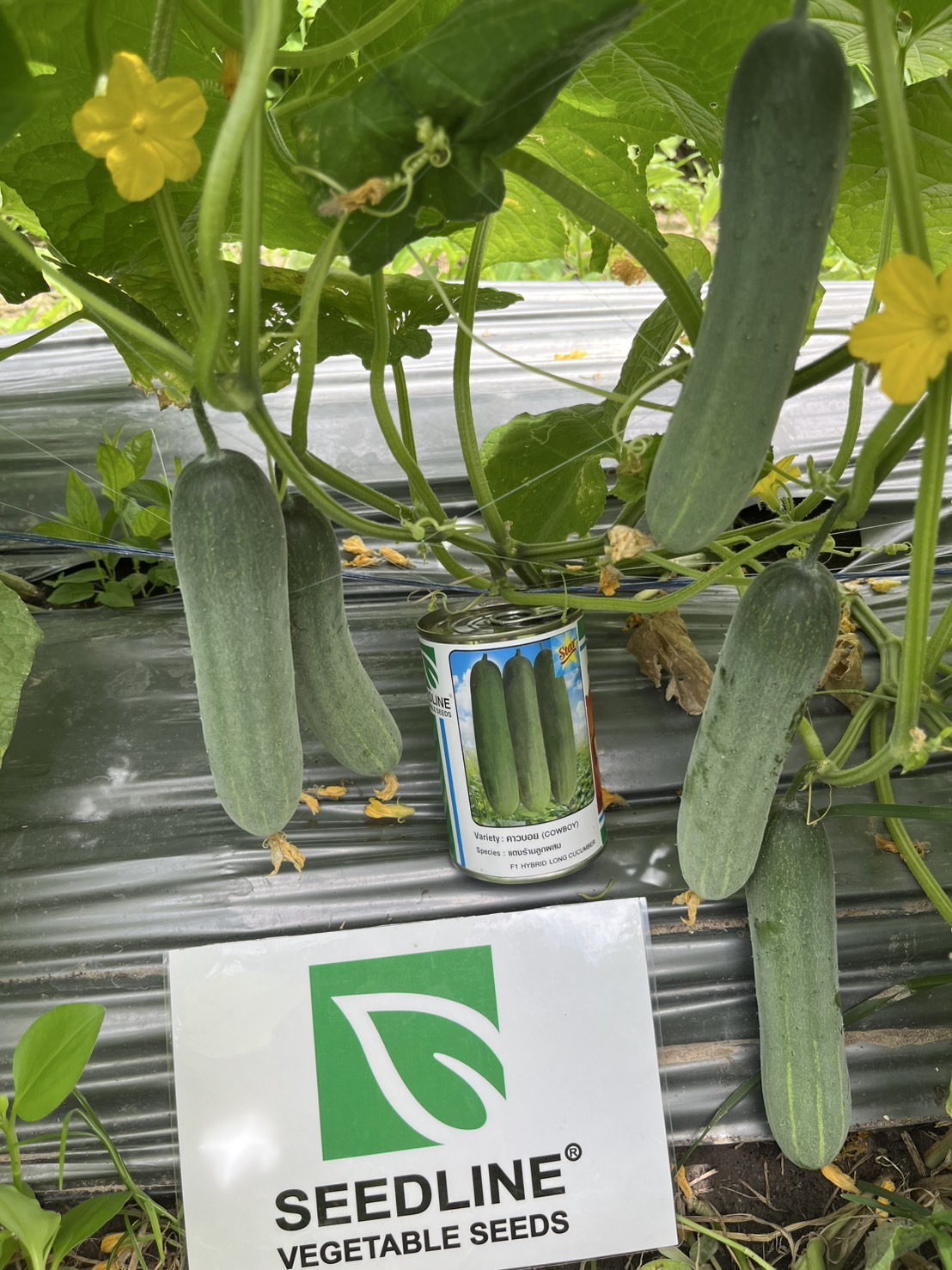 Seed Line(ซีดไลน์) ซอง10กรัม เมล็ดพันธุ์ แตงร้าน คาวบอย ตราซีดไลน์ NOBEL Cucumber