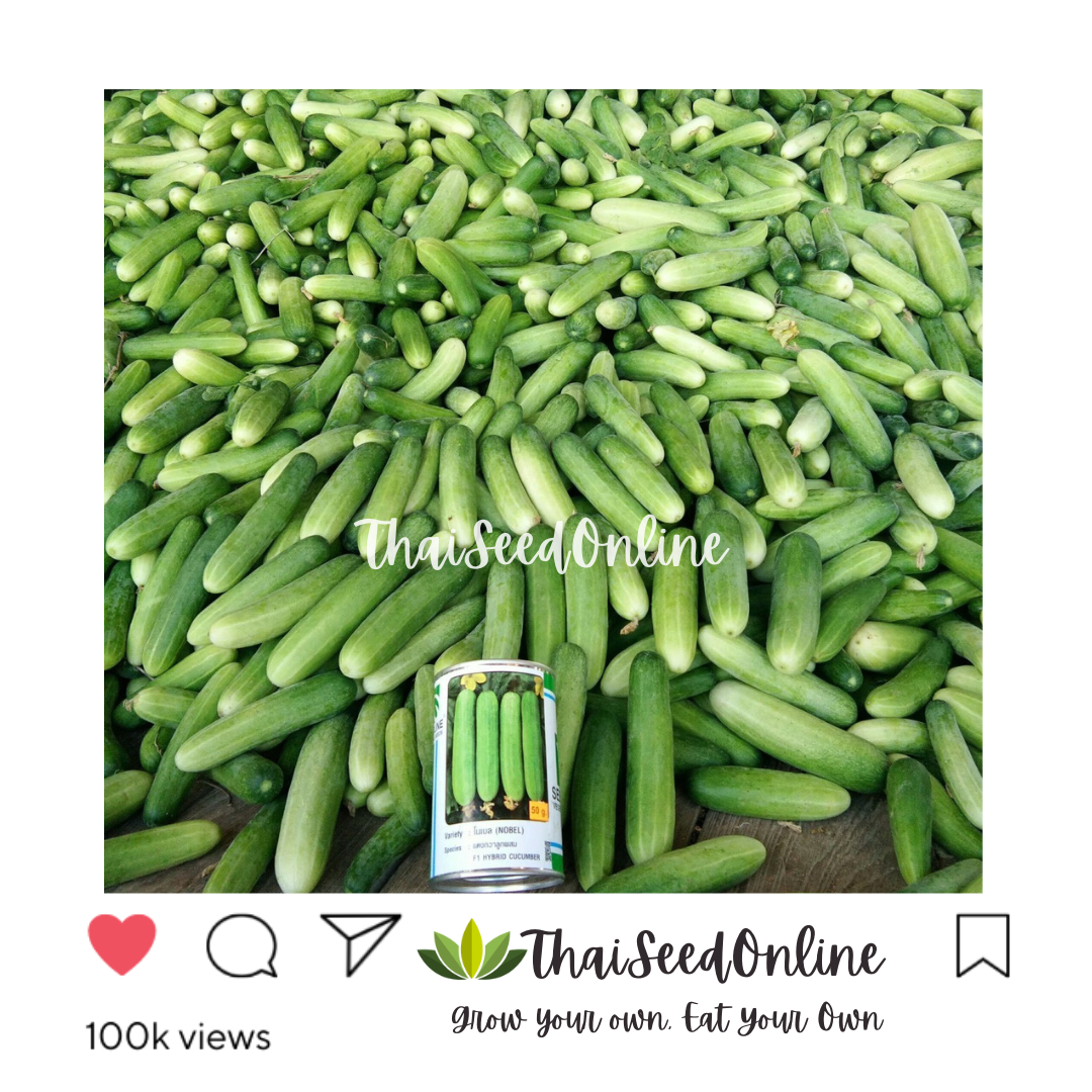 Seed Line(ซีดไลน์) SLCOM กป 100กรัม เมล็ดพันธุ์ แตงกวาโนเบล ตราซีดไลน์ NOBEL Cucumber แตงกวาโนเบลสตาร์