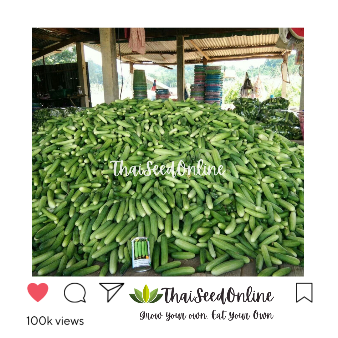 Seed Line(ซีดไลน์) SLCOM กป 100กรัม เมล็ดพันธุ์ แตงกวาโนเบล ตราซีดไลน์ NOBEL Cucumber แตงกวาโนเบลสตาร์