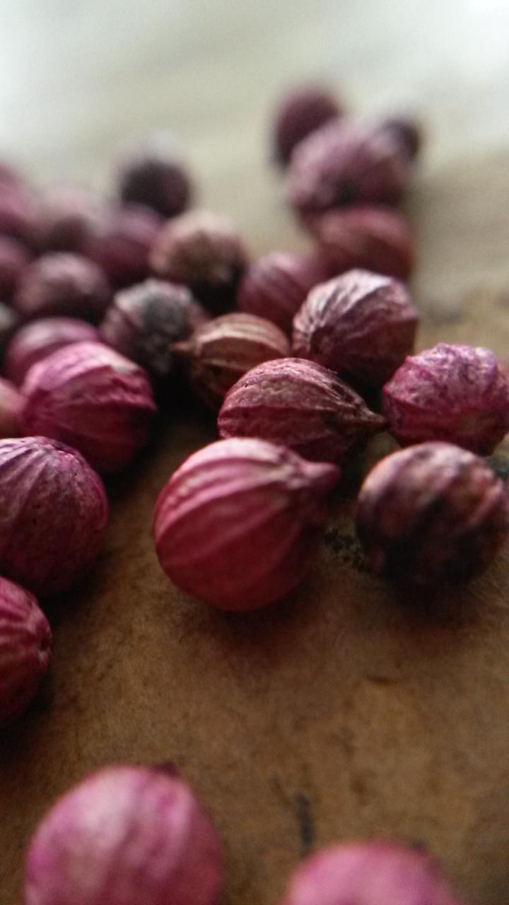 เมล็ดพันธุ์ผักชี หลายขนาด และพันธุ์ ให้เลือก