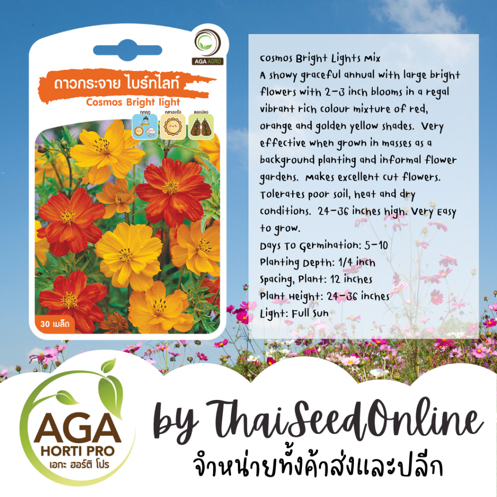 AGA Agro(เอกะ อะโกร) AGAPREMIUM ดาวกระจาย ไบรท์ไลท์ 30เมล็ด ตราเอกะอะโกร Cosmos