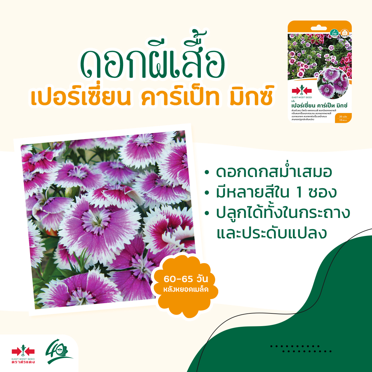 GGEW เมล็ดพันธุ์ ผีเสื้อ เปอร์เซี่ยน คาร์เปท มิกซ์ ตราศรแดง เมล็ดดอกไม้