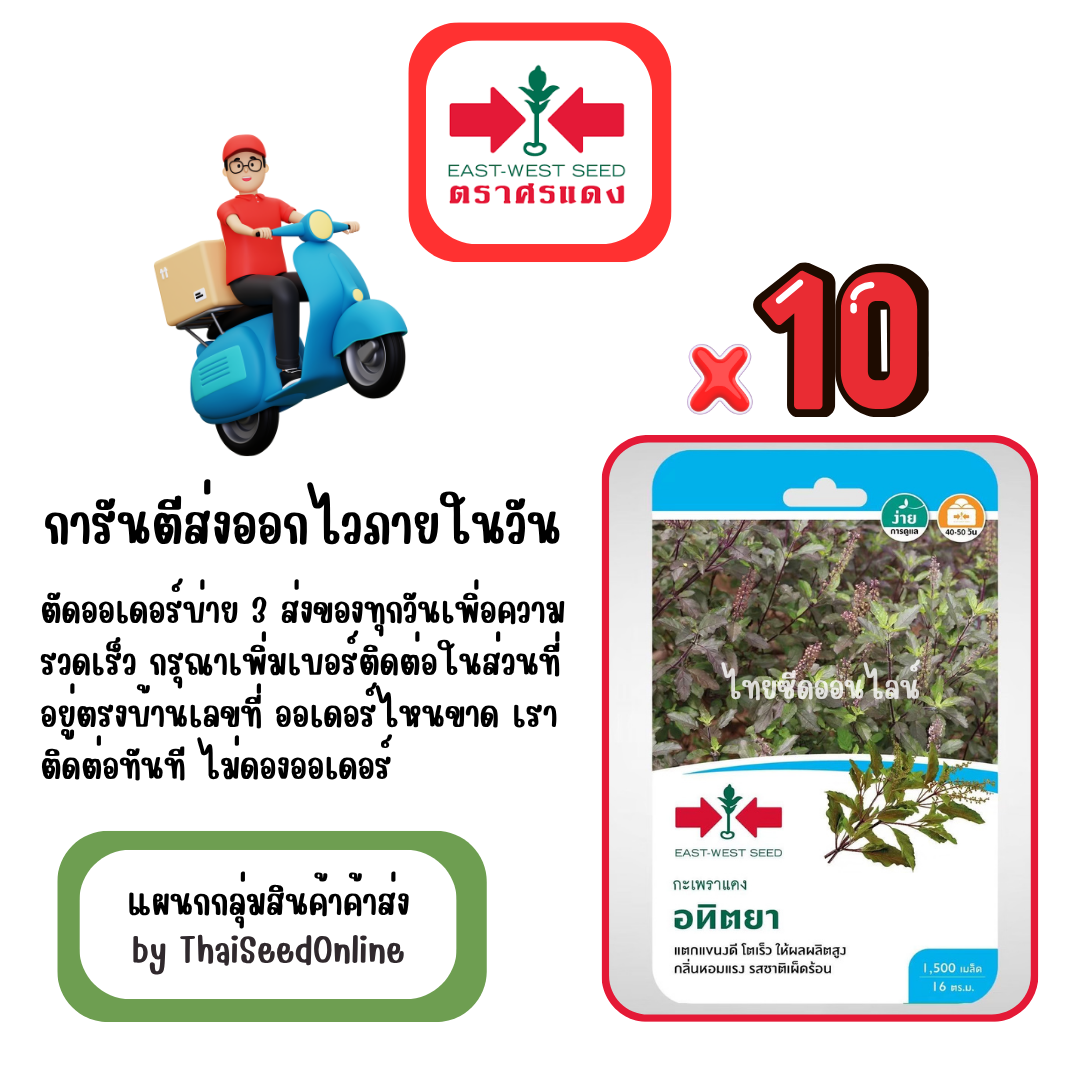 GGx10 เมล็ดผักซองศรแดง อทิตยา กะเพรา สินค้ายกแพ็ค