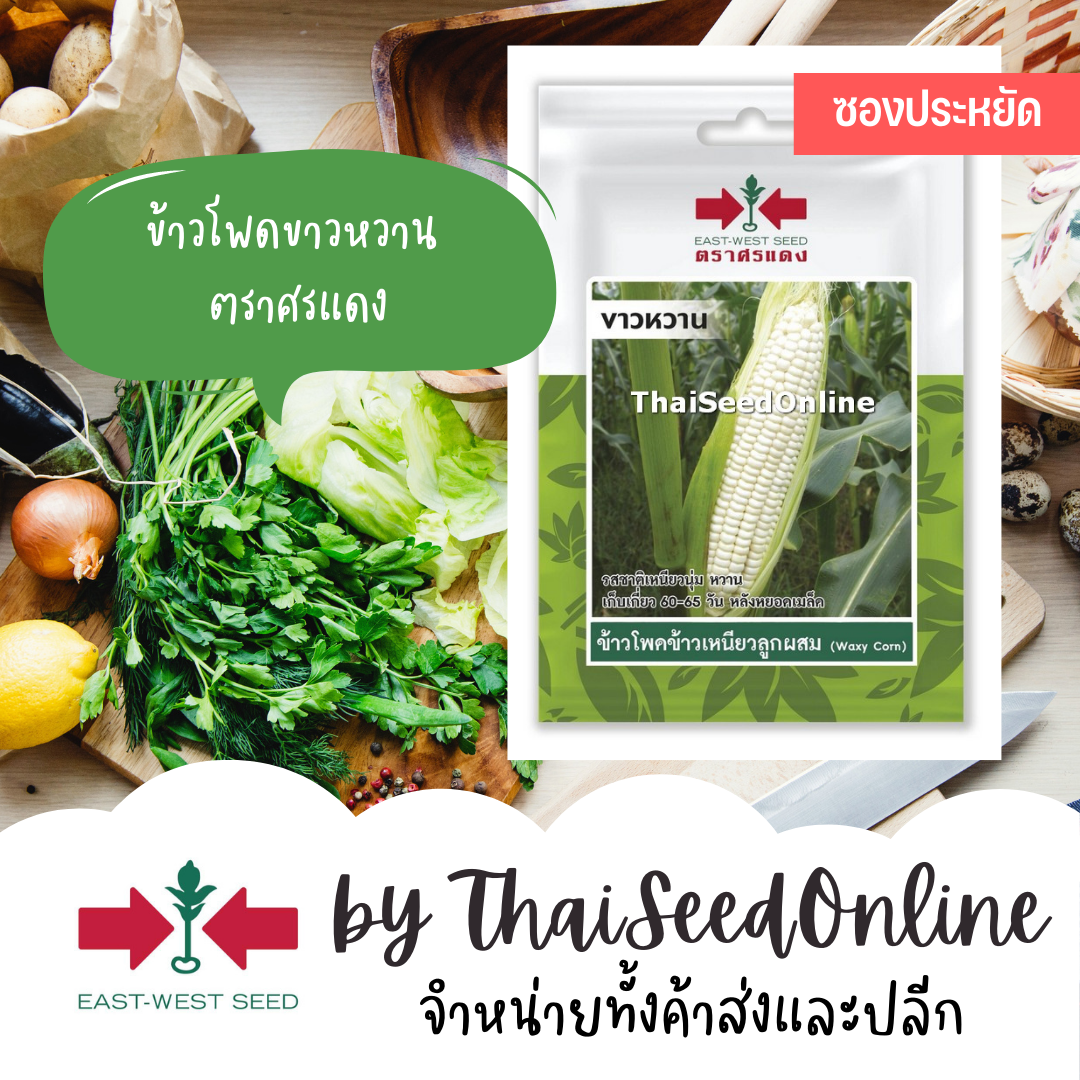 ศรแดง VP3 ซฟ เมล็ดพันธุ์ ข้าวโพดข้าวเหนียวลูกผสม ขาวหวาน 20เมล็ด ตราศรแดง Corn