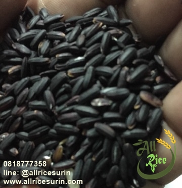 ข้าวเหนียวดำลืมผัว สุรินทร์ 1กิโลกรัม