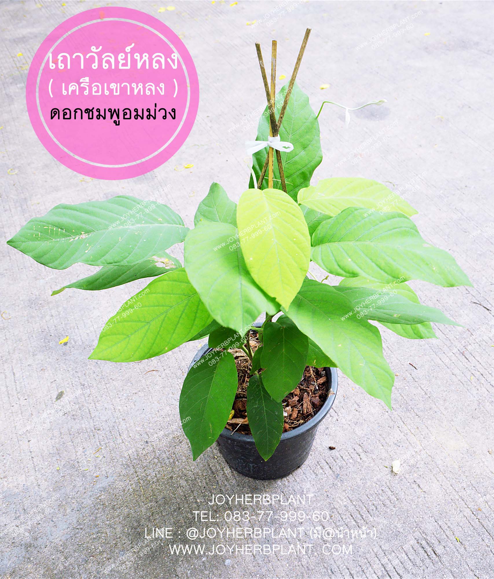เถาวัลย์หลง เครือเขาหลง (ดอกสีชมพูอมม่วง)