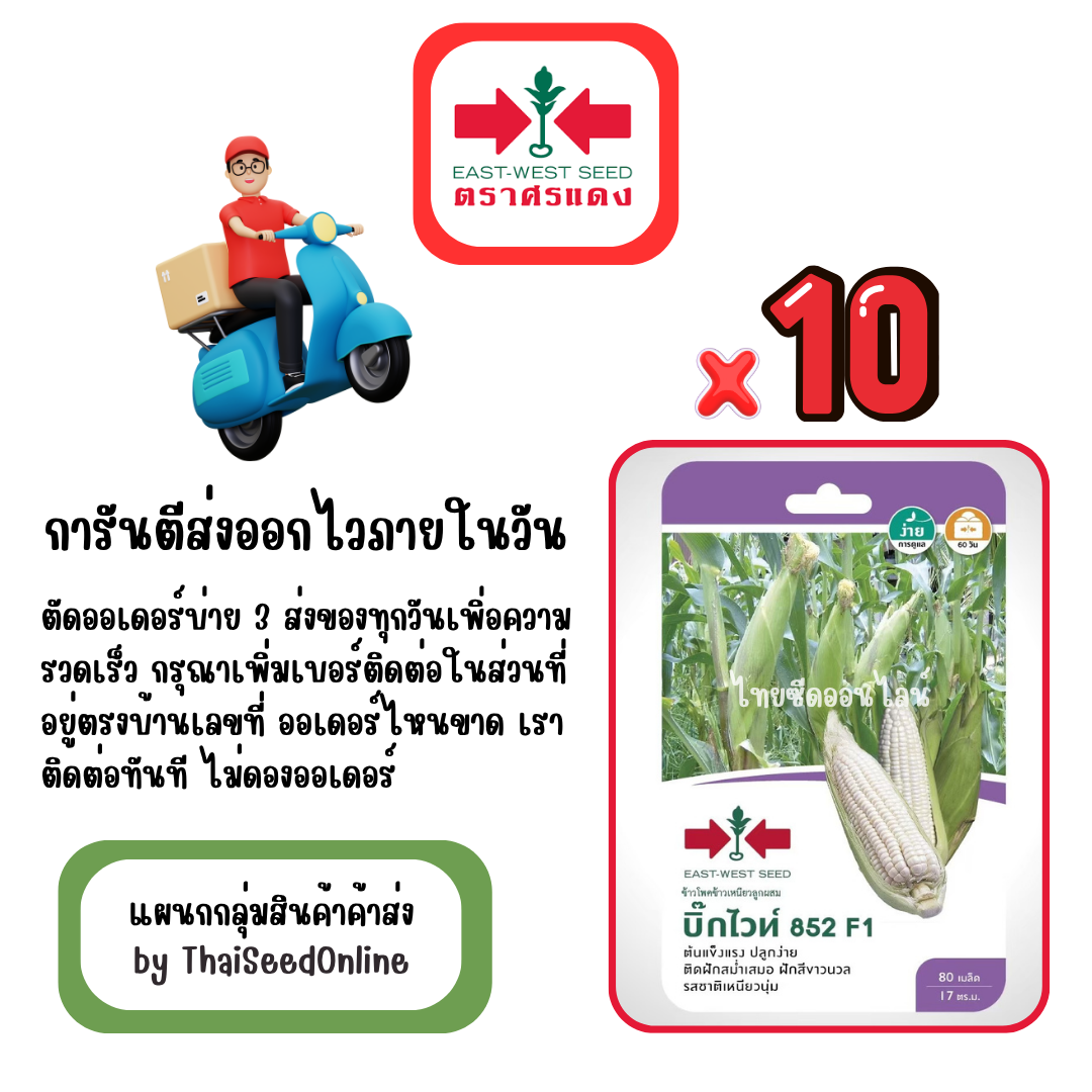 GGx10 เมล็ดผักซองศรแดง บิ๊กไวท์852 ข้าวโพด สินค้ายกแพ็ค