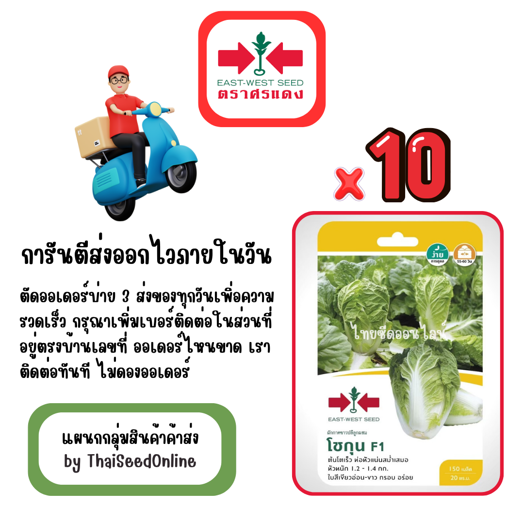 GGx10 เมล็ดผักซองศรแดง โชกุน ผักกาดขาวปลี สินค้ายกแพ็ค