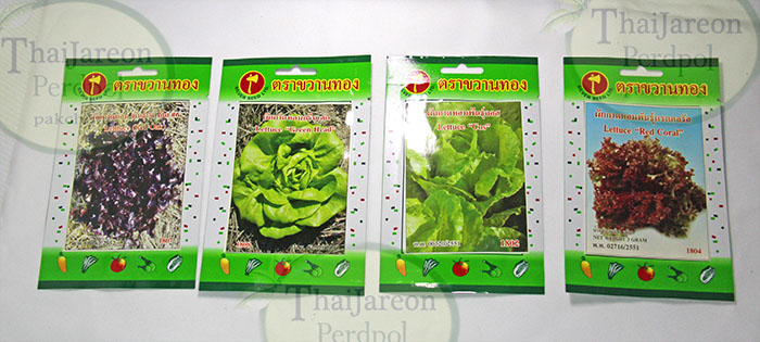 เมล็ดผักสลัด salad lattice vegetable ขนาด 1 กรัม