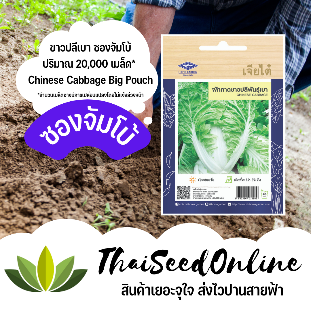 เมล็ดพันธุ์ ผักกาดขาวปลี พันธุ์เบา 20,000 เมล็ด ซองจัมโบ้ เพิ่มปริมาณมากกว่า 3 เท่า！ตราเจียไต๋ Chinese Cabbage