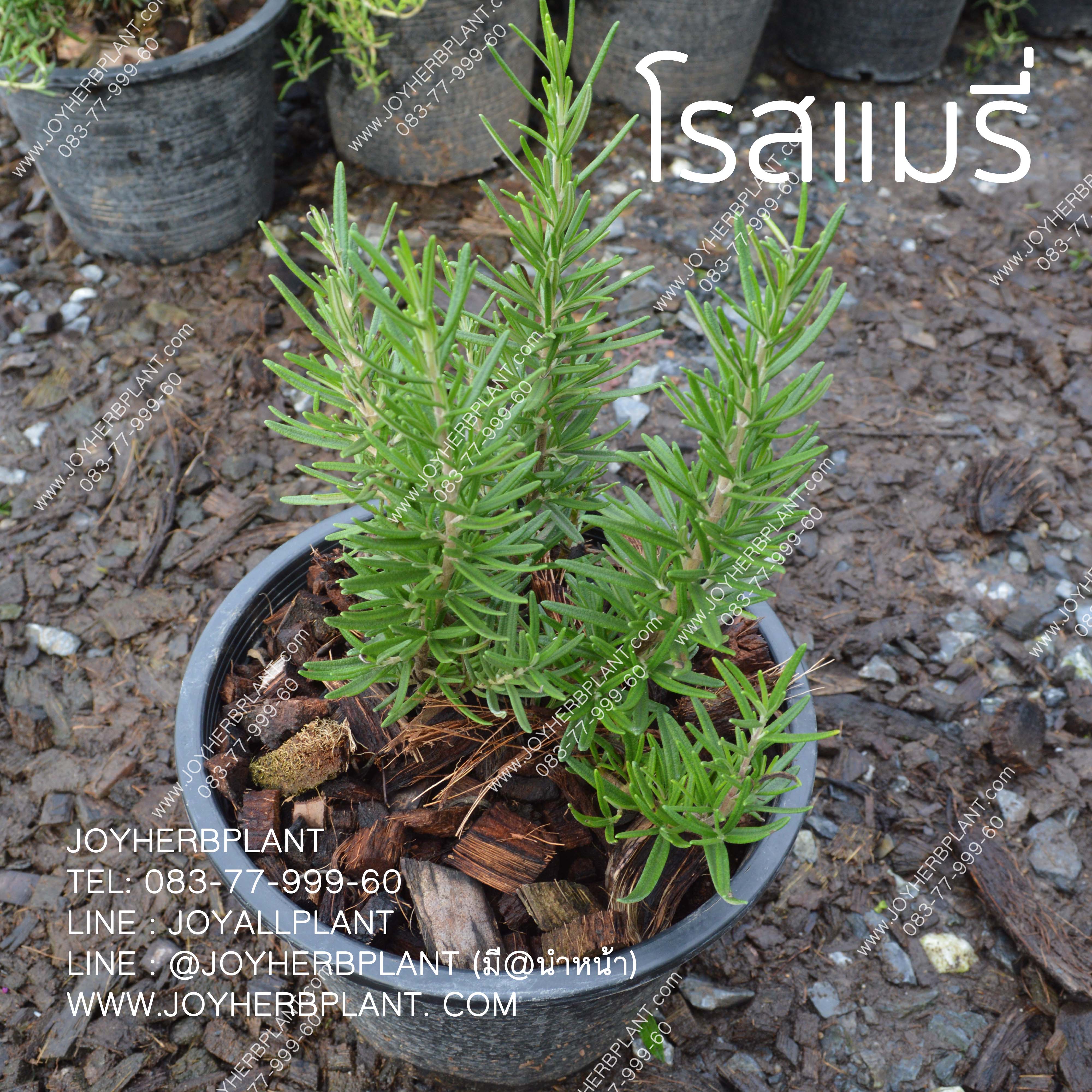 ต้นโรสแมรี่ Rosemary (ทรงพุ่มตรง)