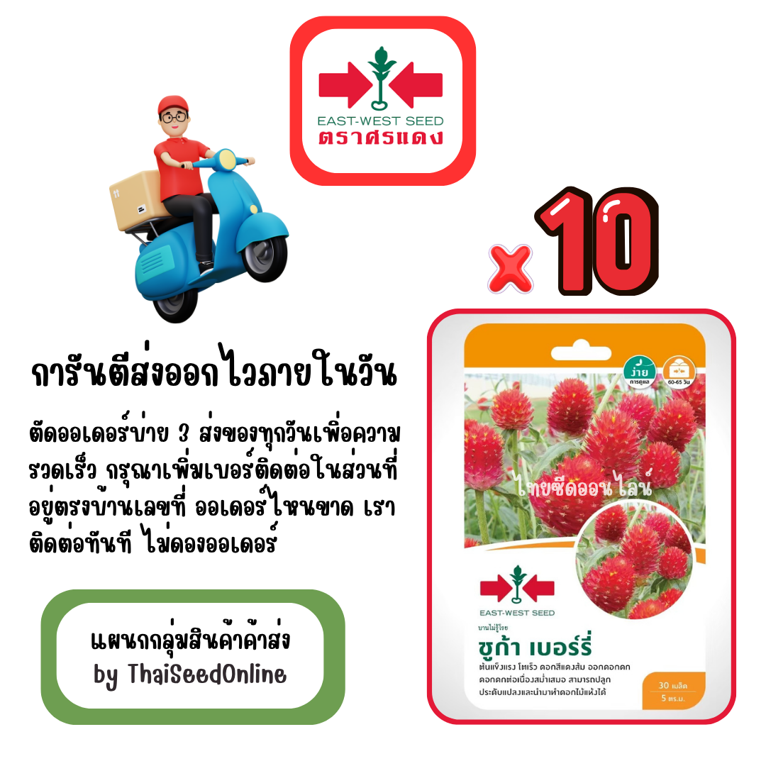 GGx10 เมล็ดผักซองศรแดง ชูการ์เบอร์รี่ บานไม่รู้โรย สินค้ายกแพ็ค