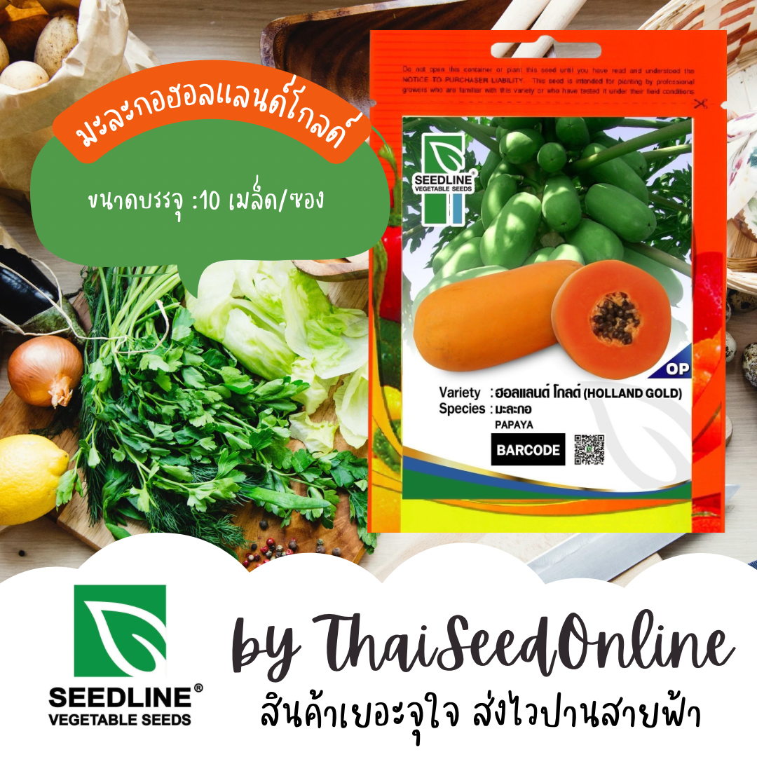 SL เมล็ดพันธุ์ซองเล็ก มะละกอ ฮอลแลนด์โกลด์ ตราซีดไลน์ (HOLLAND GOLD PAPAYA) มะละกอฮอลแลนด์