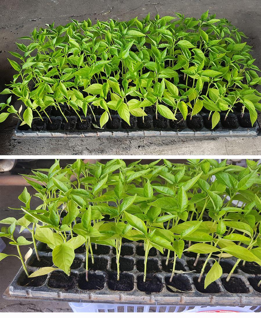 ถาดเพาะหลุม ถาดเพาะชำ ถาดเพาะกล้าสีดำ