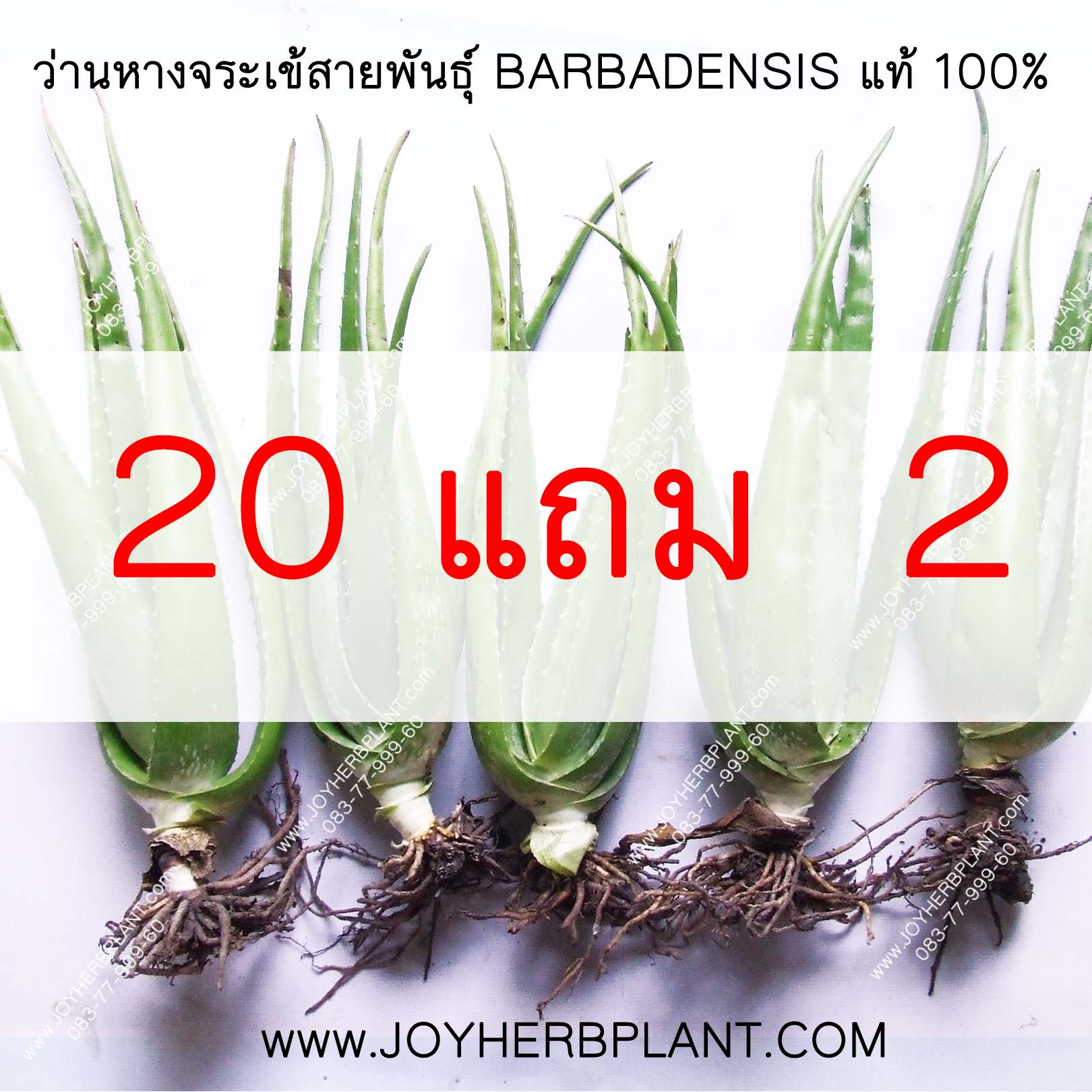 ต้นพันธุ์ หน่อว่านหางจระเข้ 20หน่อแถม2
