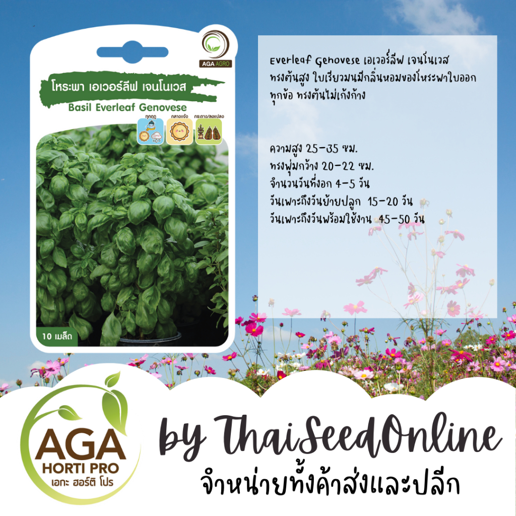 AGA Agro(เอกะ อะโกร) AGAPREMIUM โหระพา เบซิล เอเวอร์ลีฟ เจนโนเวส 10เมล็ด ตราเอกะอะโกร Basil