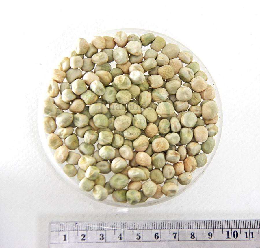 เมล็ดพันธุ์ โต้วเหมี่ยว ต้นอ่อนถั่วลันเตา นำเข้านิวซีแลนด์ หนวดน้อย