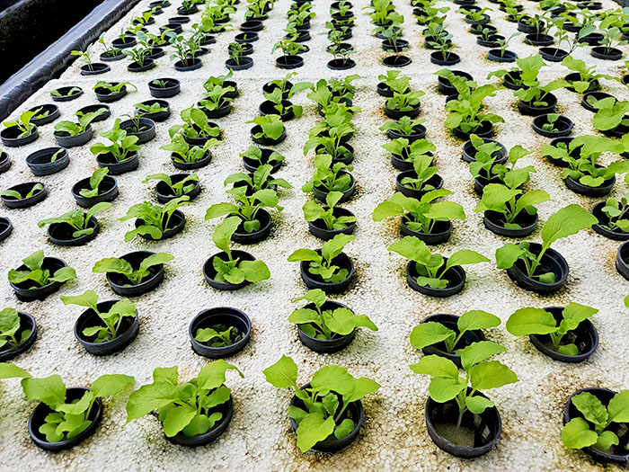 ถ้วยปลูกไฮโดรโปนิกส์สีดำ