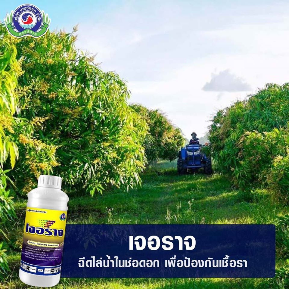 PTU เจอราจ 100 ซีซี Prochloraz รักษาโรคกุ้งแห้งในพริก แอนแทรคโนส บริษัท แพลนเตอร์ ยูไนเต็ด จำกัด