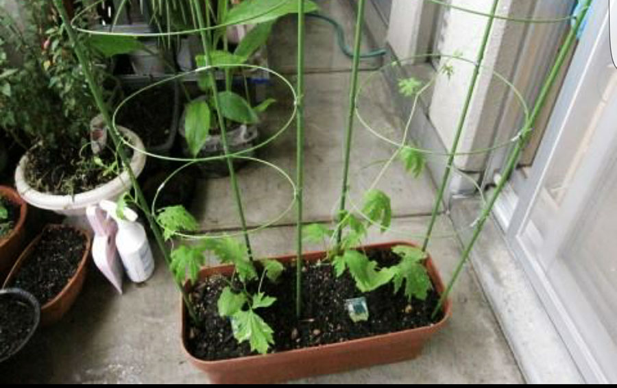 ค้างไม้เลื้อย ไม้กระถาง ลวดล้อมไม้