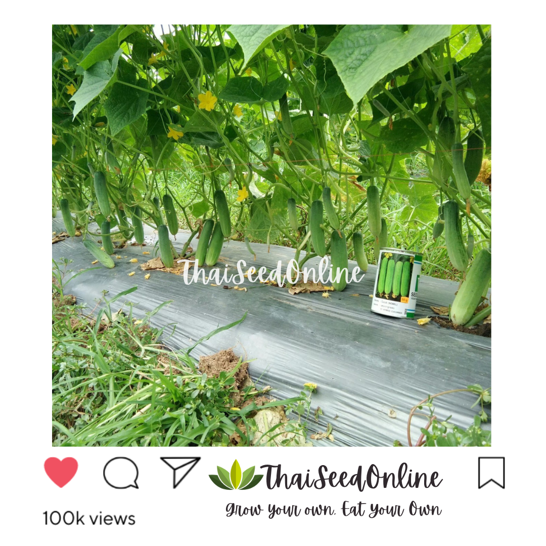 Seed Line(ซีดไลน์) SLCOM กป 100กรัม เมล็ดพันธุ์ แตงกวาโนเบล ตราซีดไลน์ NOBEL Cucumber แตงกวาโนเบลสตาร์