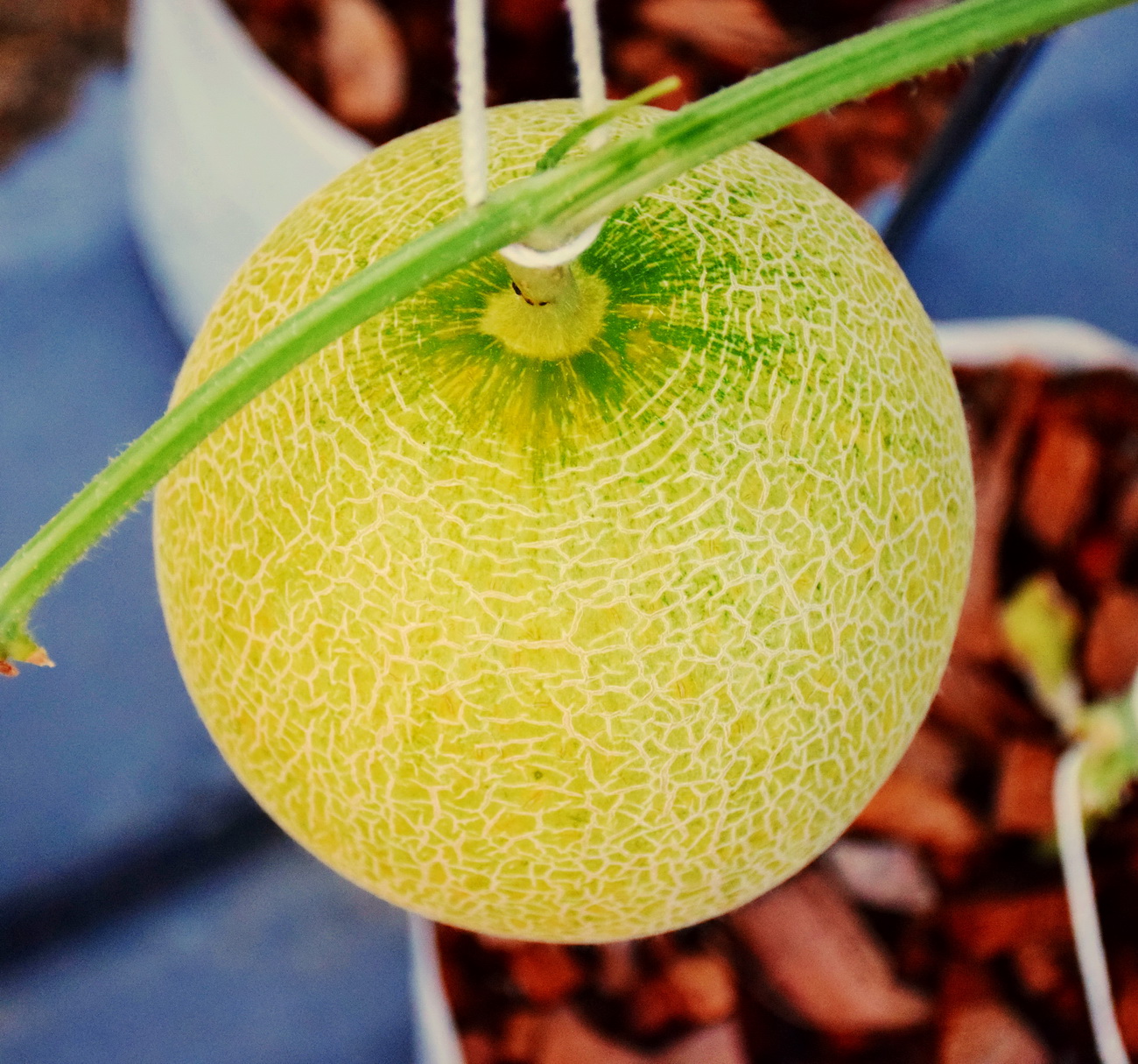 มันเก็ทซึ เมล่อน (man-getsu melon)